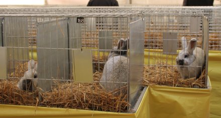 Króliki, które biorą udział w wystawie